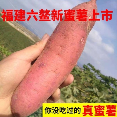 【福建六鳌】红蜜薯沙地红薯新鲜现挖红心富硒地瓜番薯山芋蜜