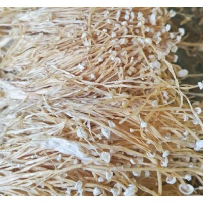 工厂化白金针菇干品