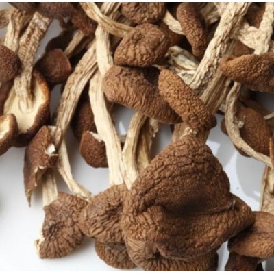 江西广昌野生茶树菇