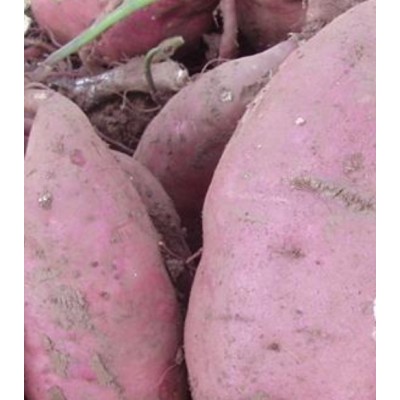 高粉2号红薯