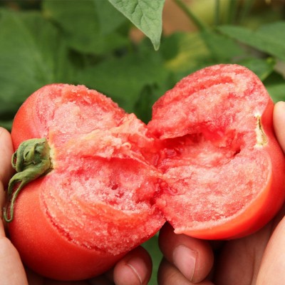 四季大番茄种子 春秋季阳台盆栽中蔬四号红果大西红柿种子