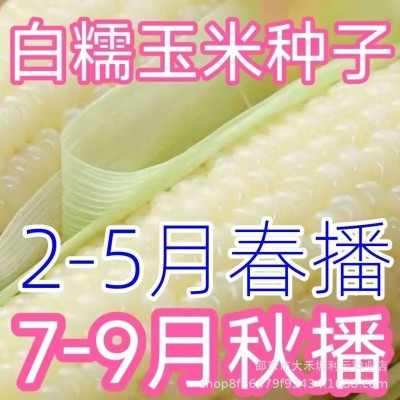 高产白糯甜玉米种子超大棒矮杆四季播玉米蔬菜种子超甜糯玉米种子