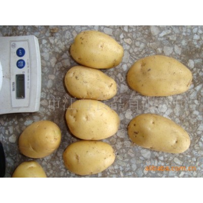 山东黄心土豆马铃薯