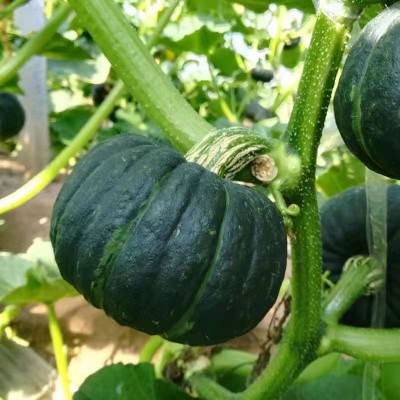 供应电商代发山东贝贝南瓜粉面板栗应季瓜果3斤5斤礼盒装迷你南瓜