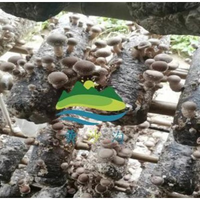 西安新鲜香菇批发|西安新鲜春菇销售|蓝田有机香菇种植基地