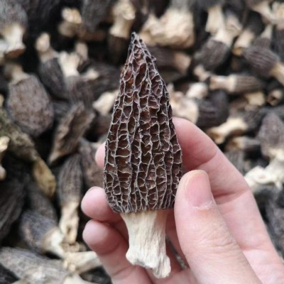 源头厂家古田竹荪产地直供竹荪无熏硫本色食用菌干货酒店火锅食材