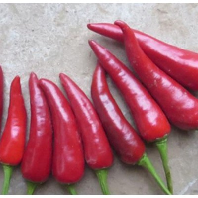 供应新鲜辣椒 天问辣椒