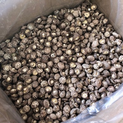 2024西峡新花菇干货冬菇肉厚干香菇产地批发一手货源大量现货散装