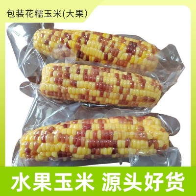 源头厂家直销水果玉米批发真空包装爽脆多汁开袋即食散装花糯玉米