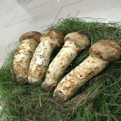 新鲜松茸 吉林延边松茸 产地直发 野生菌松茸
