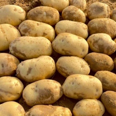 【超低价】新鲜黄皮黄心土豆现挖马铃薯洋芋当季蔬菜农家土豆产地