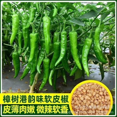 正宗樟树港辣椒种子优质小辣椒种子薄皮辣椒易挂果秋冬季蔬菜种子