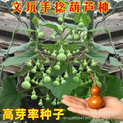 小手捻葫芦种子盆栽四季种植庭院阳台爬藤植物种子室内绿色葫芦籽