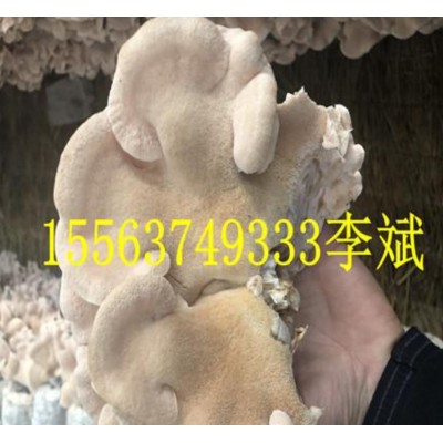 榆耳产地直销批发