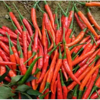 供应新鲜艳红辣椒