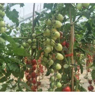 种子粉色樱桃番茄--奥罗拉种子