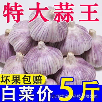 正宗紫皮大蒜头干蒜批发金乡蒜蓉新鲜红皮优质子农家5斤装包邮