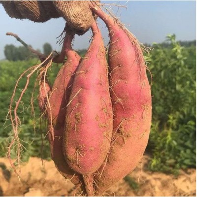 新鲜沙地地瓜板栗薯蜜薯红皮白心红薯山芋粉面番薯批发非红心白薯