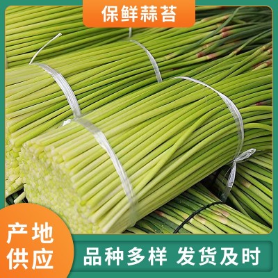农家自产新鲜蒜苔现摘速发当季新鲜蔬菜批发保鲜蒜苔农家肥种植