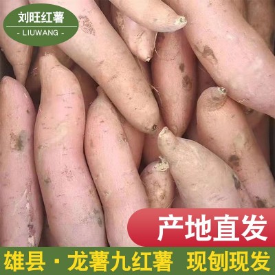 雄县龙薯九红薯新鲜现挖小香薯地瓜番薯生鲜红心软糯香甜地瓜批发