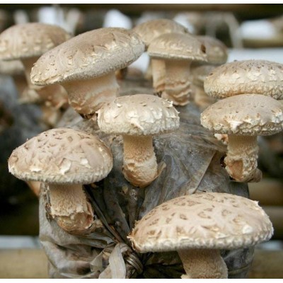 秦农合作社大量供应新鲜香菇，各种花菇