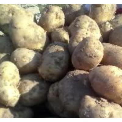土豆直销神池土豆晋薯16号个大皮薄芽眼浅