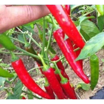 供应新鲜金塔辣椒