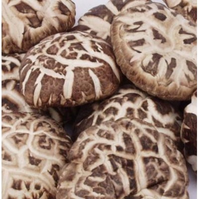 西部优质绿色农产品供应商-花菇供应