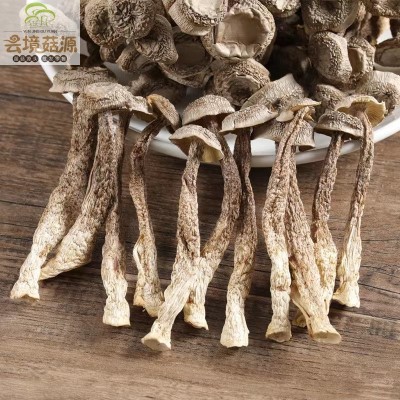 云南野生菌鹿茸菌批发鹿茸菇批发脆脆菇煲汤食材产地直发