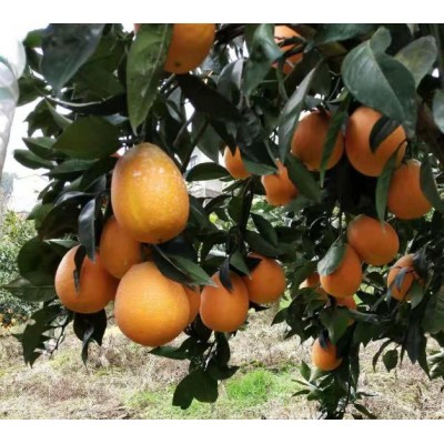 脐橙产地批发