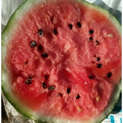 山东京欣西瓜大量上市时间