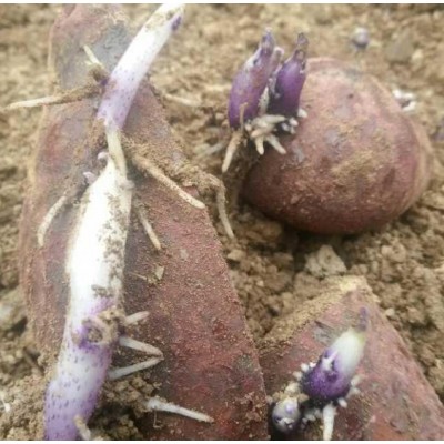 黑土豆 欢迎电话联系订货