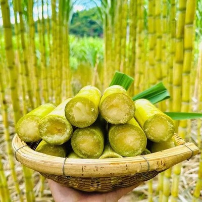 云南黄金甘蔗新鲜水果甜黄皮柑甘蔗包邮当季应季甘蔗一件代发