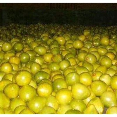 湖北琯溪蜜柚代办/琯溪蜜柚/湖北宜昌琯溪蜜柚