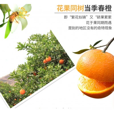 湖北秭归伦晚甜橙