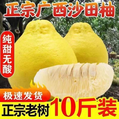 广西容县沙田柚商超品质现摘速发白肉蜜柚柚子非蜂蜜柚一件代发