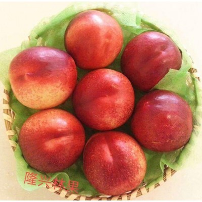 南阳翠甜油桃格