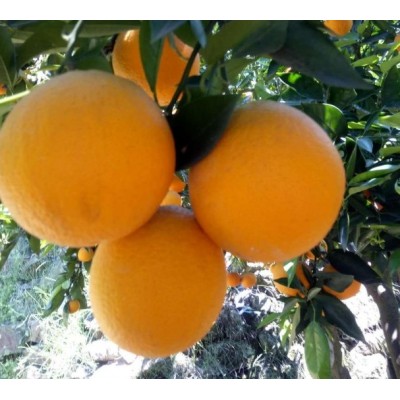 宜昌夏橙产地价格