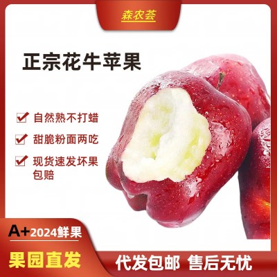 【爆甜】甘肃天水花牛苹果当季整箱应黑卡蛇果孕妇冰糖心新鲜水果