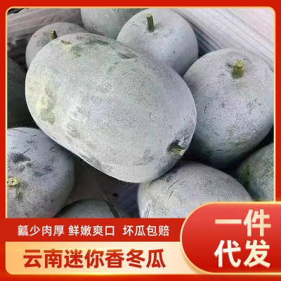 云南小冬瓜新鲜迷你小冬瓜成熟冬瓜批发农家自种新鲜蔬菜现摘现发