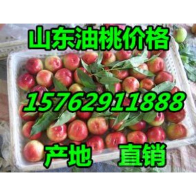 山东油桃便宜质量