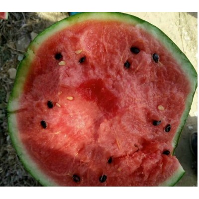 山东聊城京欣西瓜批发8斤起步9成熟