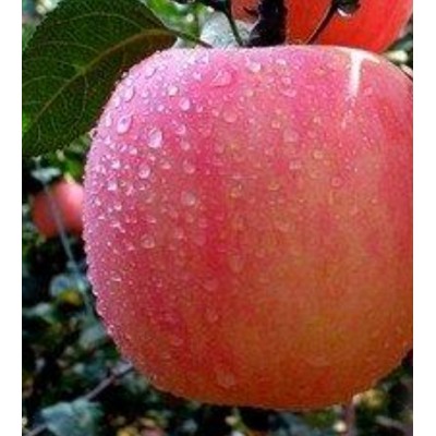 山东红富士苹果价格