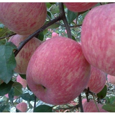 纸袋，膜袋红富士苹果产地格