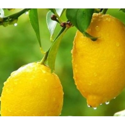 1-2级柠檬鲜果.