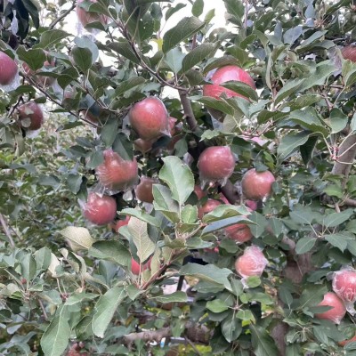 陕西礼泉膜袋丑苹果9.7斤现摘现发脆甜多汁新鲜水果红富士苹果