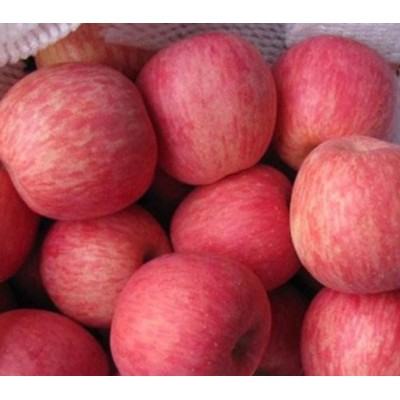 苹果冷库格介绍 栖霞冷库红富士苹果价格