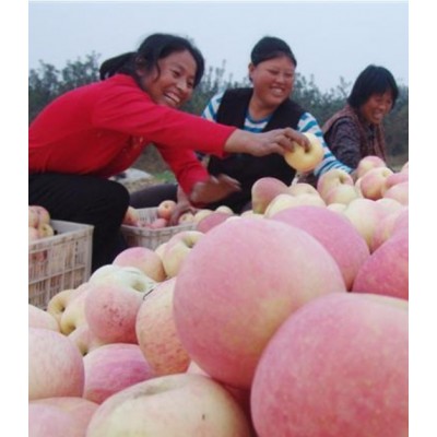 精品红富士苹果