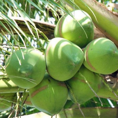 带皮文昌海南椰子新鲜椰青10个一袋椰子鸡饭店专用椰汁一件代发