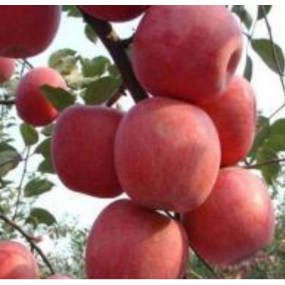 大荔县膜袋红富士苹果基地，膜袋红富士苹果格销售